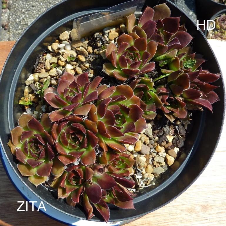 Zita / Jovi