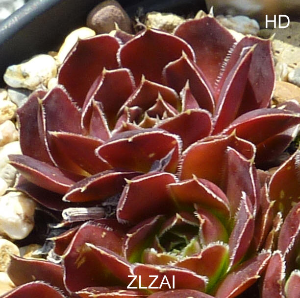 Zlzni / Jovi