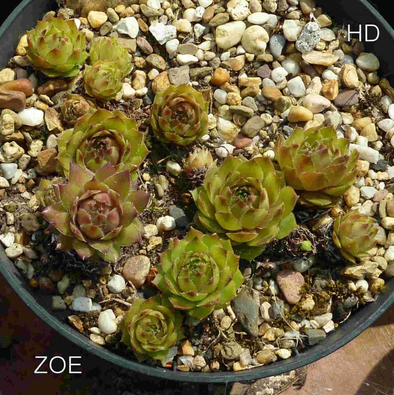 Zoe