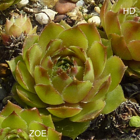 Zoe