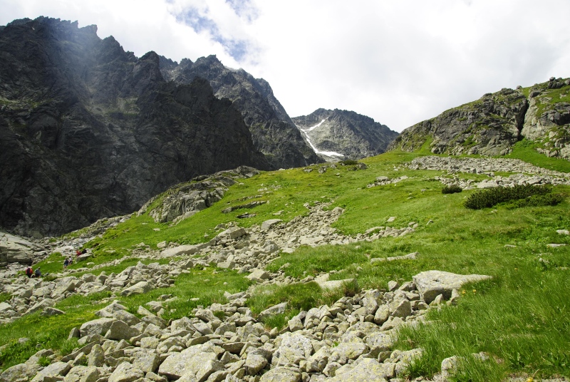 montanum ssp. carpathicum from Kvetnica