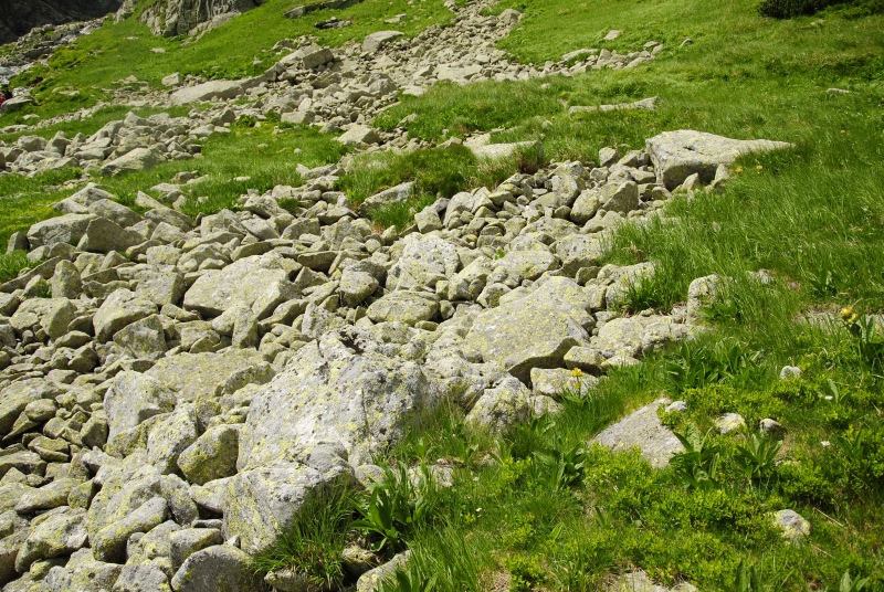 montanum ssp. carpathicum from Kvetnica