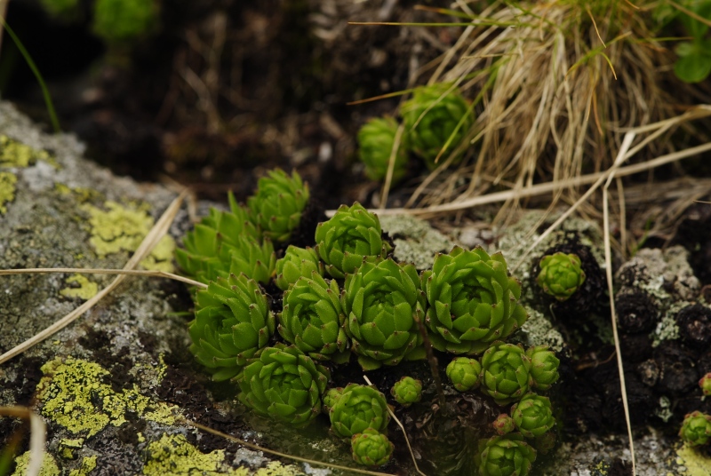 montanum ssp. carpathicum from Kvetnica