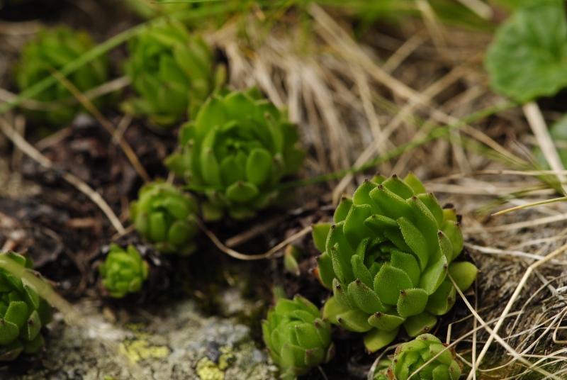 montanum ssp. carpathicum from Kvetnica