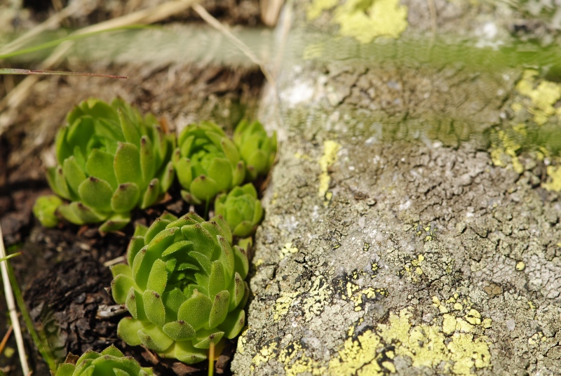 montanum ssp. carpathicum from Kvetnica