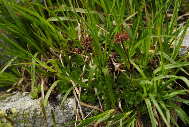 montanum ssp. carpathicum from Kvetnica