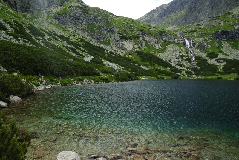montanum ssp. carpathicum from Velické pleso