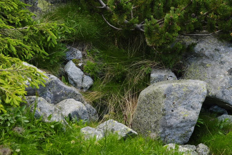 montanum ssp. carpathicum from Velické pleso