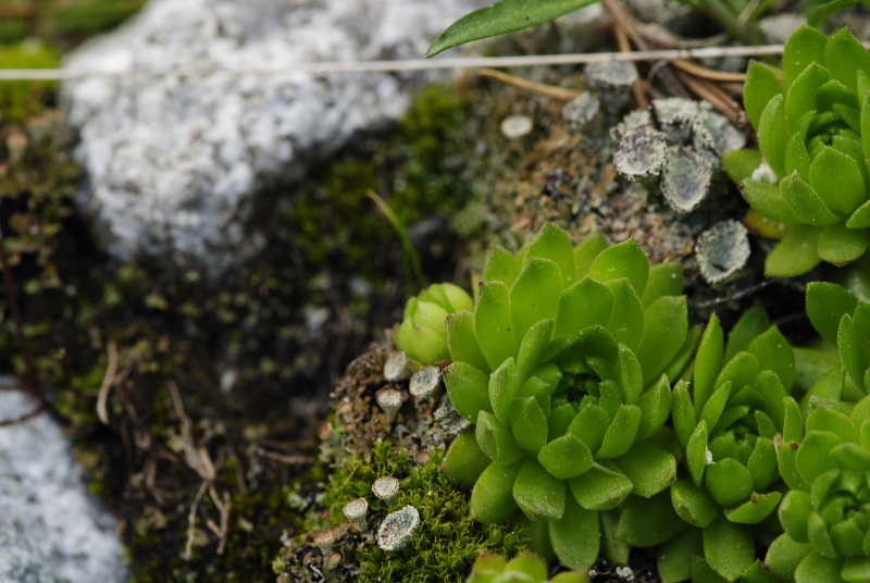 montanum ssp. carpathicum from Velické pleso