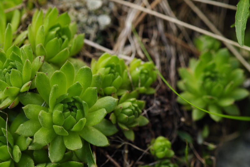 montanum ssp. carpathicum from Velické pleso