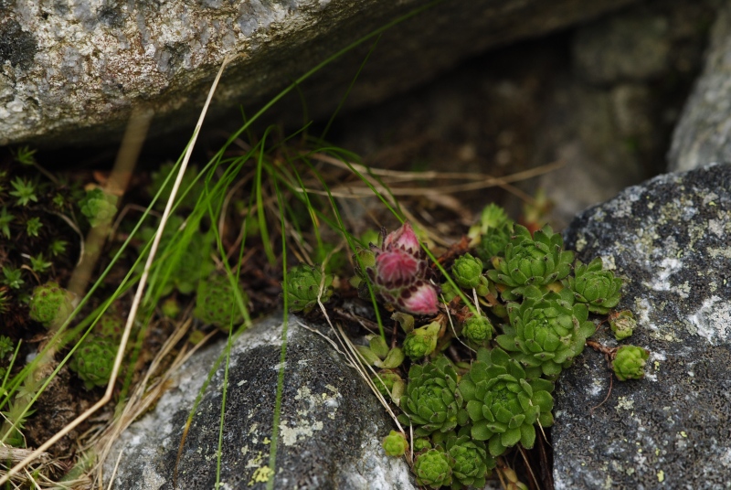 montanum ssp. carpathicum from Velické pleso