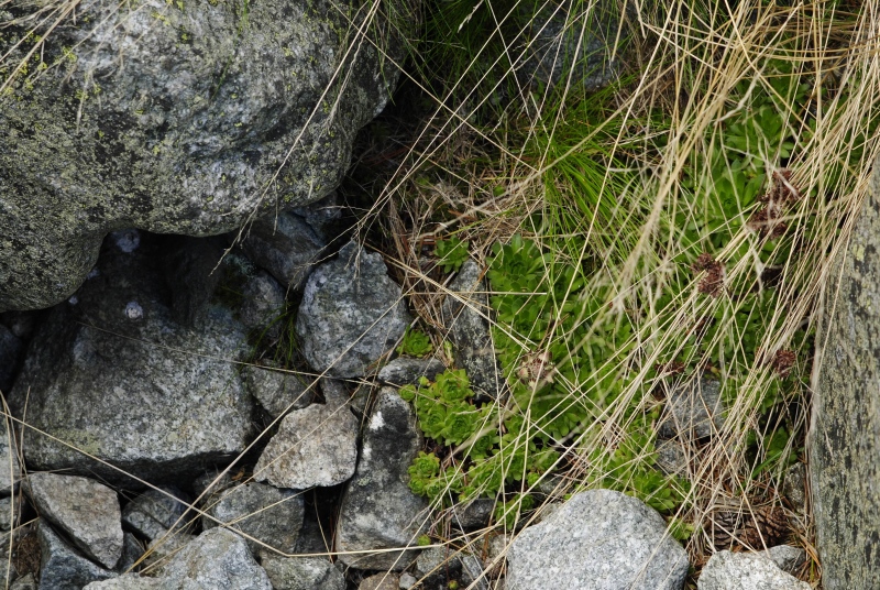 montanum ssp. carpathicum from Velické pleso
