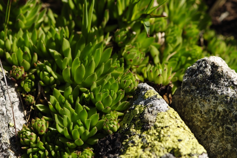 montanum ssp. carpathicum from Zamrznutý kotol, N