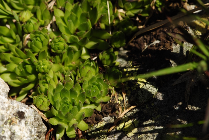 montanum ssp. carpathicum from Zamrznutý kotol, N