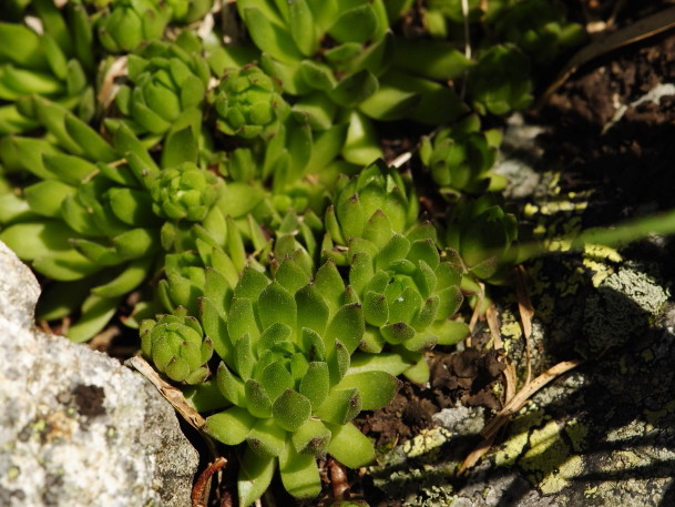 S. montanum ssp. carpathicum – Zamrznutý kotol, N