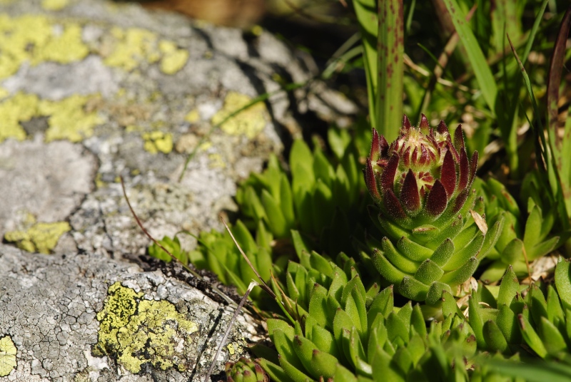 montanum ssp. carpathicum from Zamrznutý kotol, N