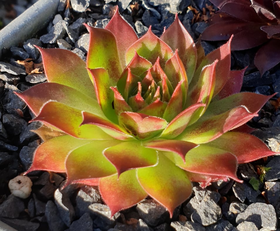 Croton