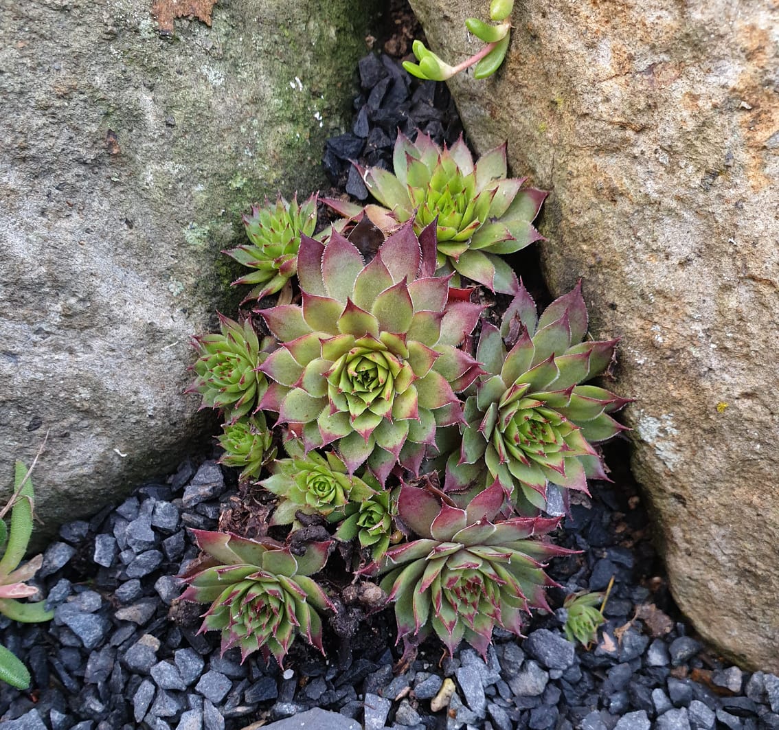 Star Glow