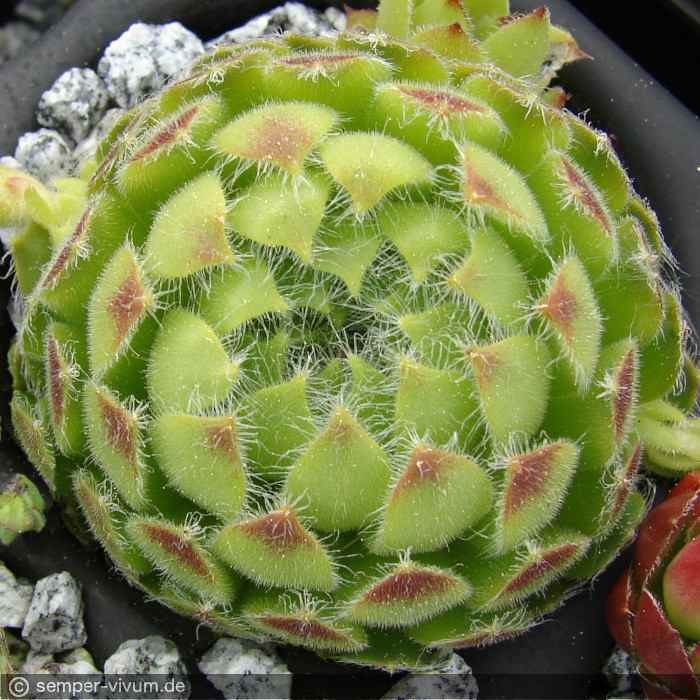 ciliosum from Struma Valley