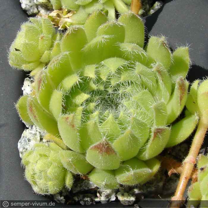 ciliosum from Struma Valley