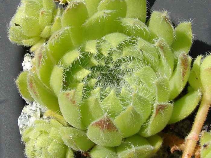 ciliosum from Struma Valley 