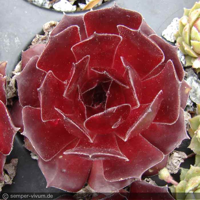 Drachenherz