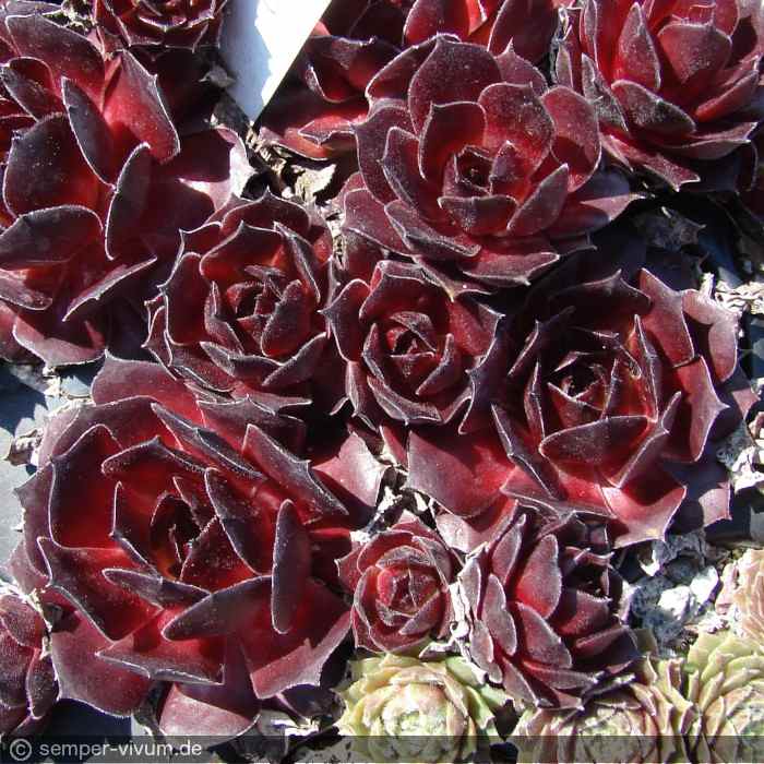 Drachenherz