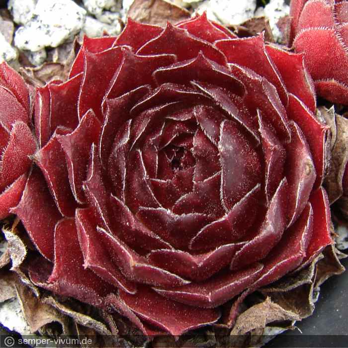 Drachenherz