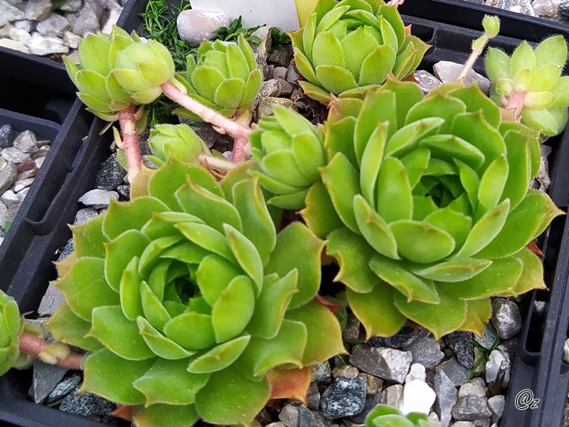 Gesuella