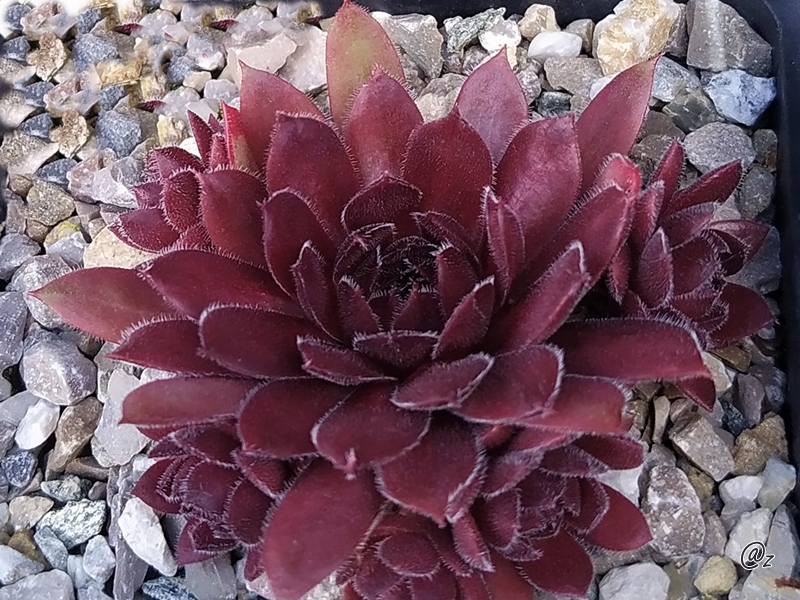 Korspelse Pleunie
