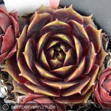 Raven Heart
