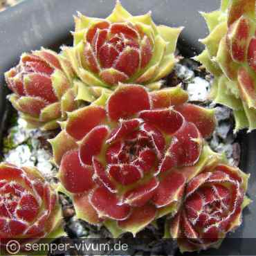 Red Ria