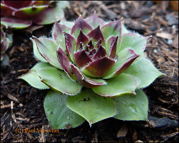 wulfenii ssp. juvanii from Resenik