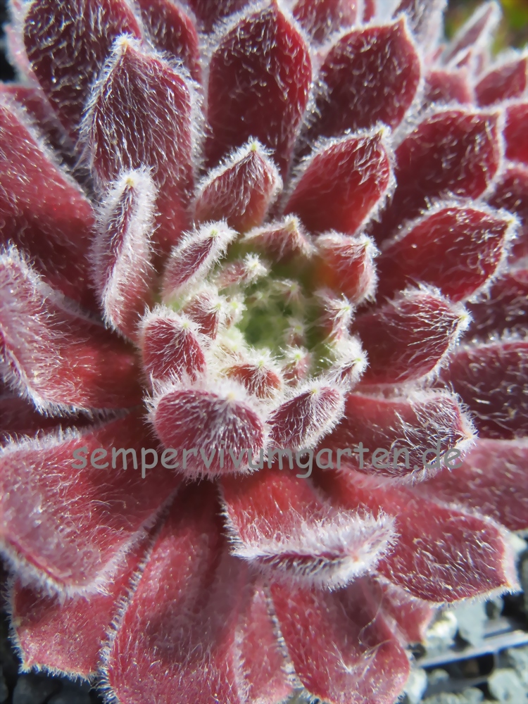 Ice Berry