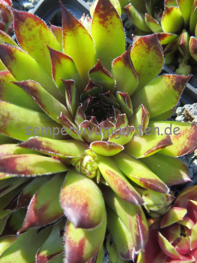 Olivine