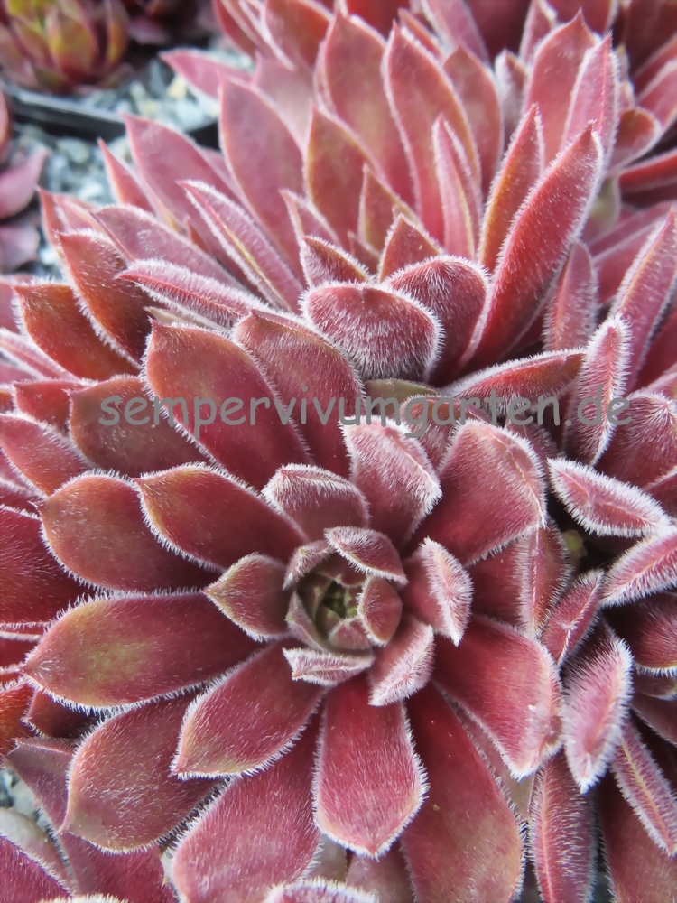 Rhubarb Crumble