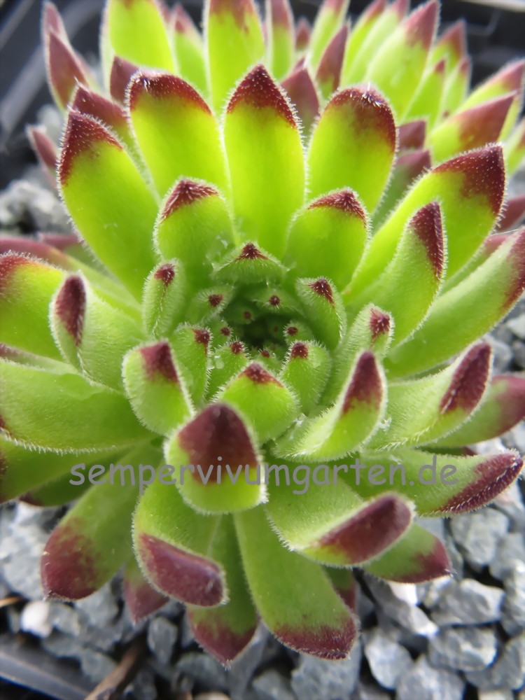 Sea Anemone