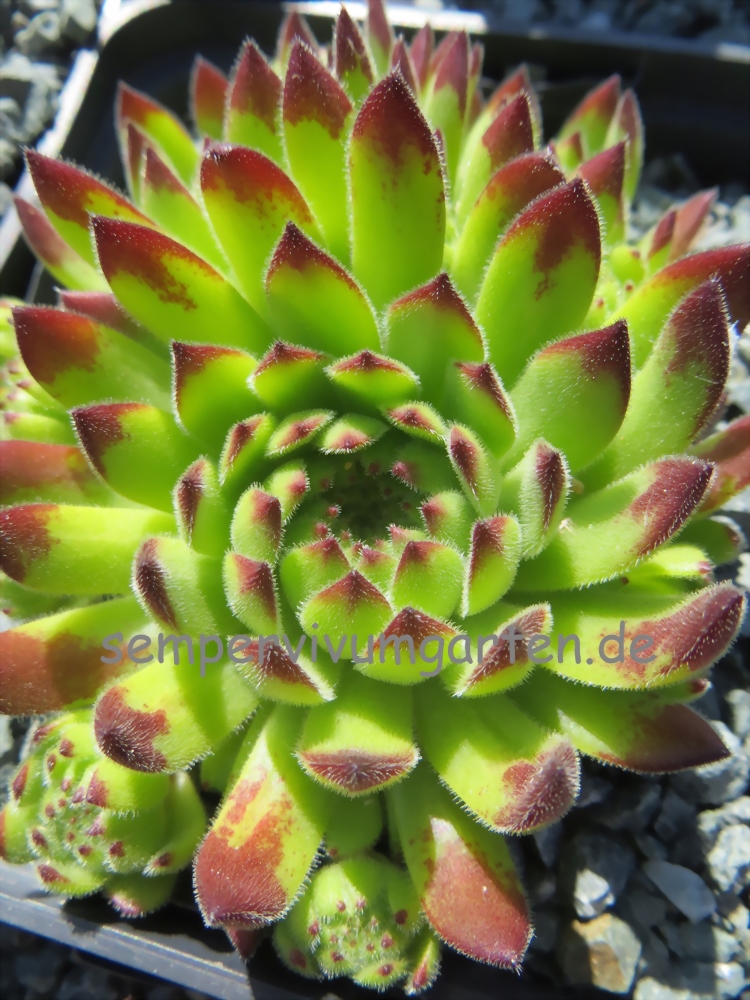 Sea Anemone