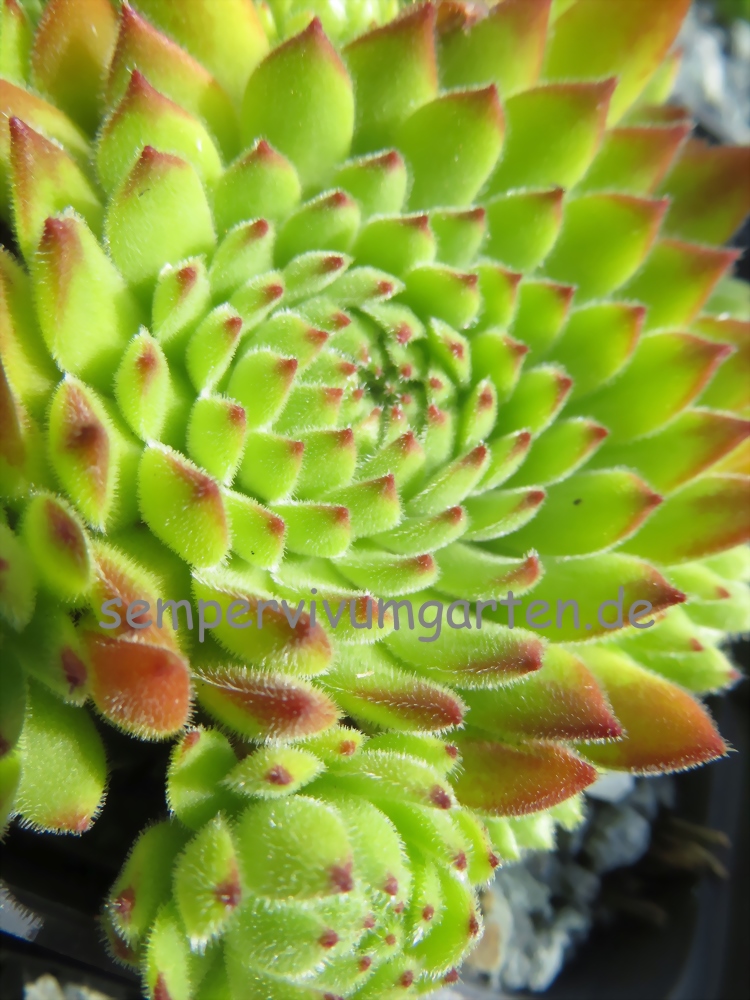 Sea Anemone