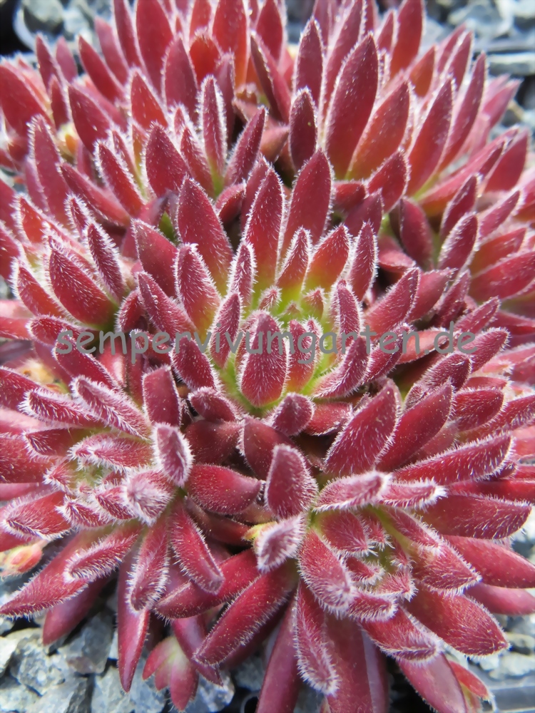 Sea Coral