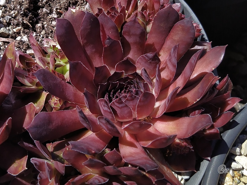 Sunray Sensation