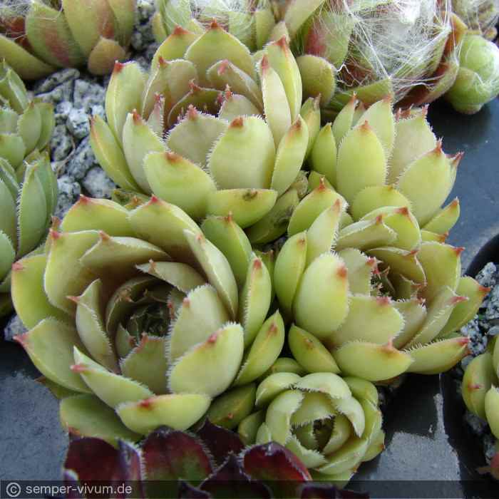 tectorum var. tectorum (boutignyanum) from Matagalls