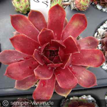Waterlily ( II )