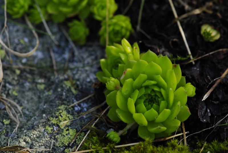 montanum ssp. carpathicum from Suchý vrch