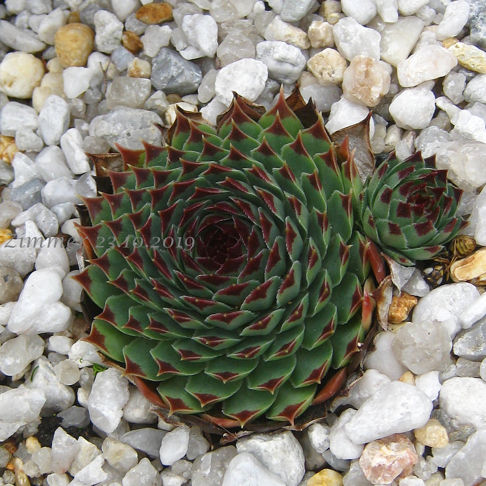 calcareum from Grasse