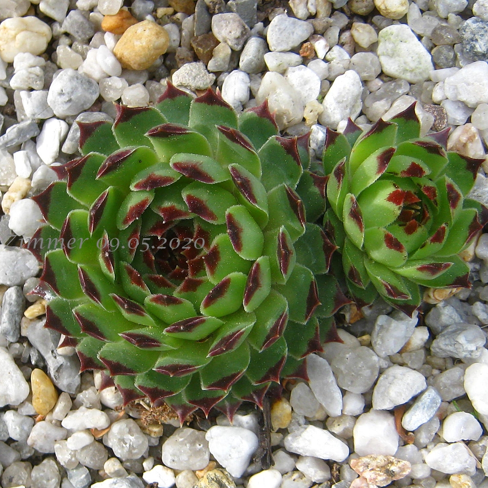 calcareum from Grasse