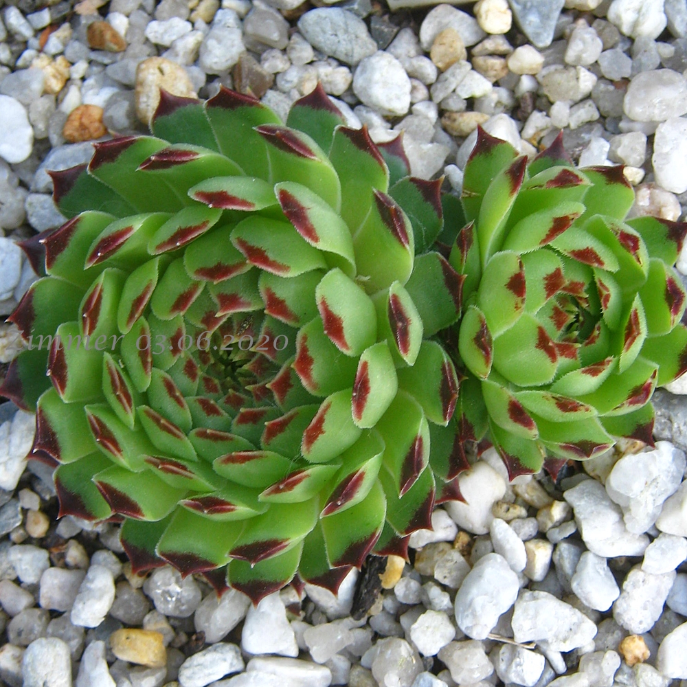 calcareum from Grasse
