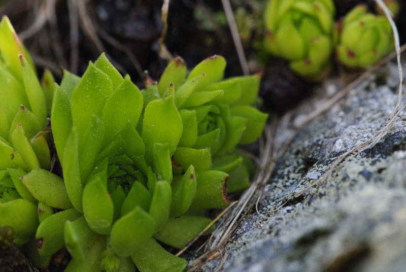 montanum ssp. carpathicum from Suchý vrch