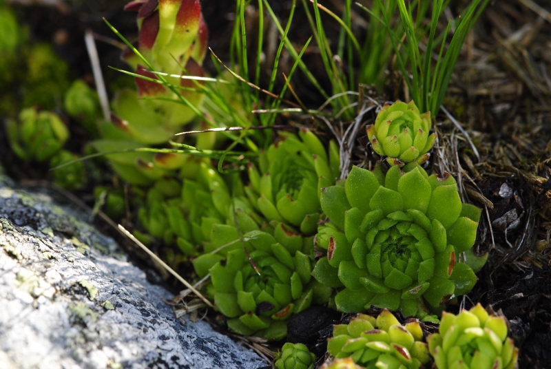 montanum ssp. carpathicum from Suchý vrch
