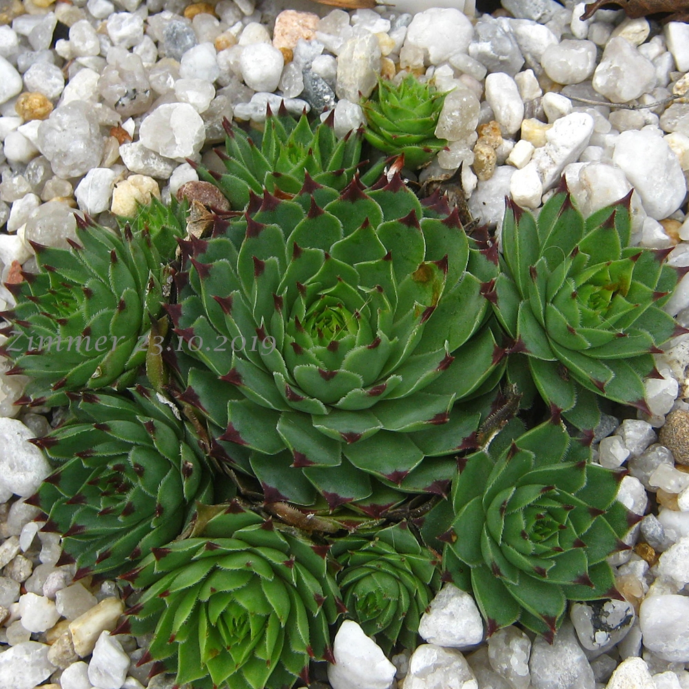calcareum from Madone d'Utelle 